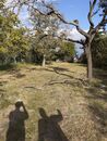 Prodej zahrady 2000 m2, Brno - Brněnské Ivanovice, cena 1500000 CZK / objekt, nabízí 