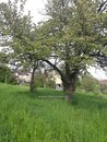 Prodej stavebního pozemku, v klidné části Žebětína, cena 13305000 CZK / objekt, nabízí