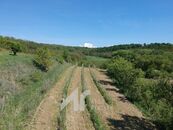 Křepice u Hustopečí mladá vinice 2 199 m2 vinice, cena 213557 CZK / objekt, nabízí 