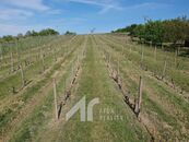 Křepice u Hustopečí vinice 4 085 m2 dobrý udržovaný stav vinice, cena 875020 CZK / objekt, nabízí 