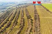 Prodej vinice + sklípek, 2424 m2, Morkůvky, cena 157560 CZK / objekt, nabízí 