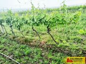 Němčičky - vinice, sady, les, orná půda 34 673 m2 pozemek, cena 2065880 CZK / objekt, nabízí 