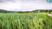 Prodej orné půdy 23 999 m2, Sentice - výjimečná bonitní půda kousek od Tišnova, cena cena v RK, nabízí